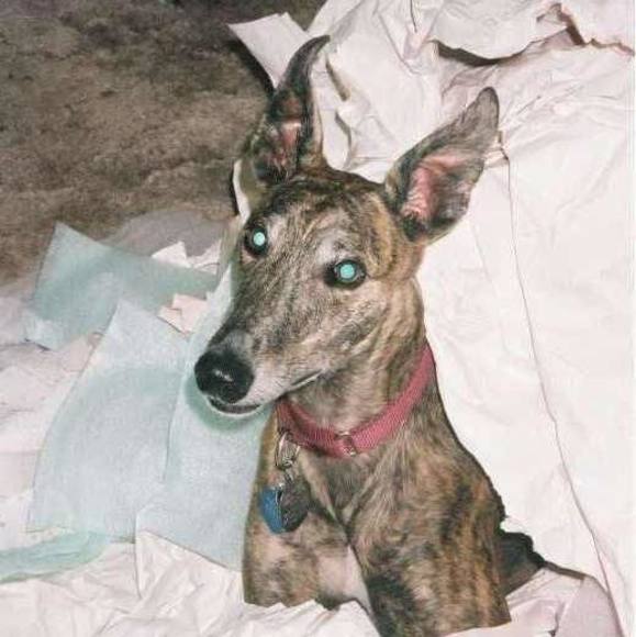 Meet your Posher, Liana - Picture 1 of 1